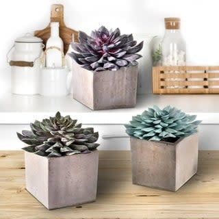 3-piece-Set-Potted-.STAR-SUCCULENT-N-CEMENT-6-f171c24e-9a1f-4dce-8275-70b263d1a448_320