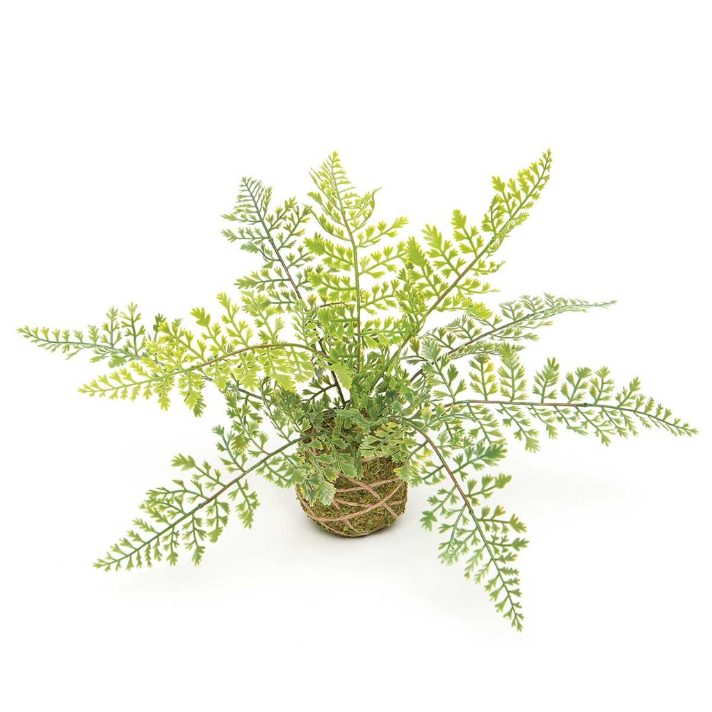 E2065 Maiden Hair Fern Moss