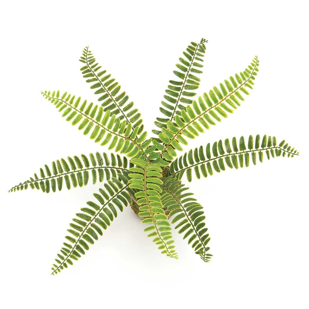 E2066 Fern x9 moss Ball