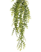 english boxwood green