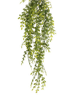 english boxwood green