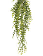 english boxwood green