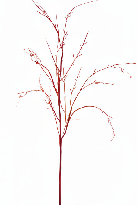 ge10342n rd_lg WILLOW TORTUOSE