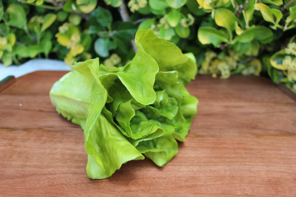 LETTUCE-HEAD-1001-scaled