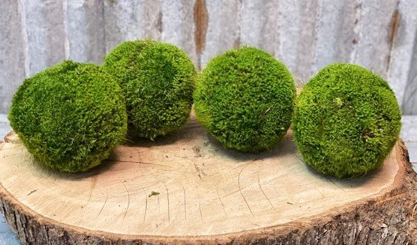 med moss balls