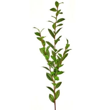 MTF22461-GRN_pl