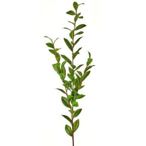 MTF22461-GRN_pl