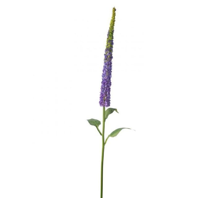 MTF23390-PURP_pl_2x