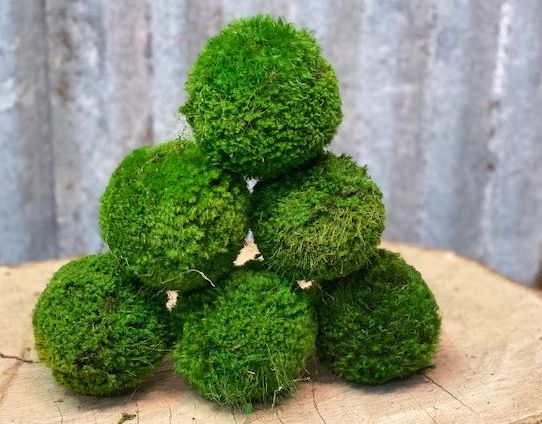 sm moss balls